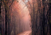 ESPN：利雅得新月主帅若热-热苏斯是巴西队换帅的首选.